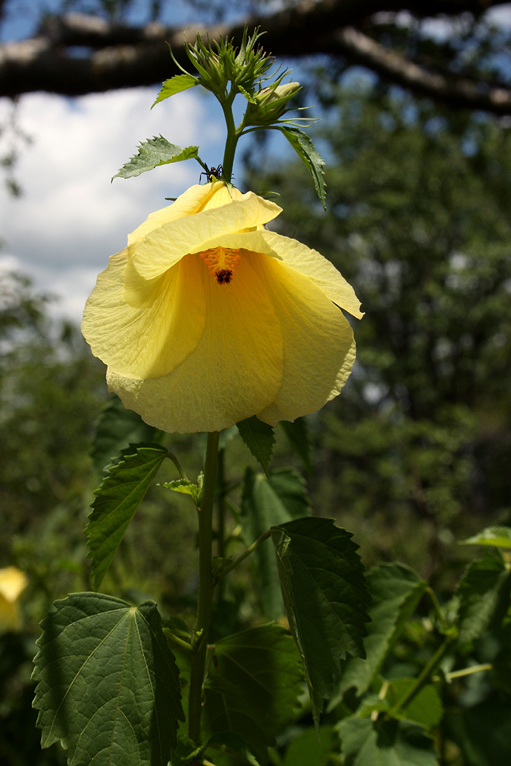 Hibiscus dongolensis Hibiscus dongolensis