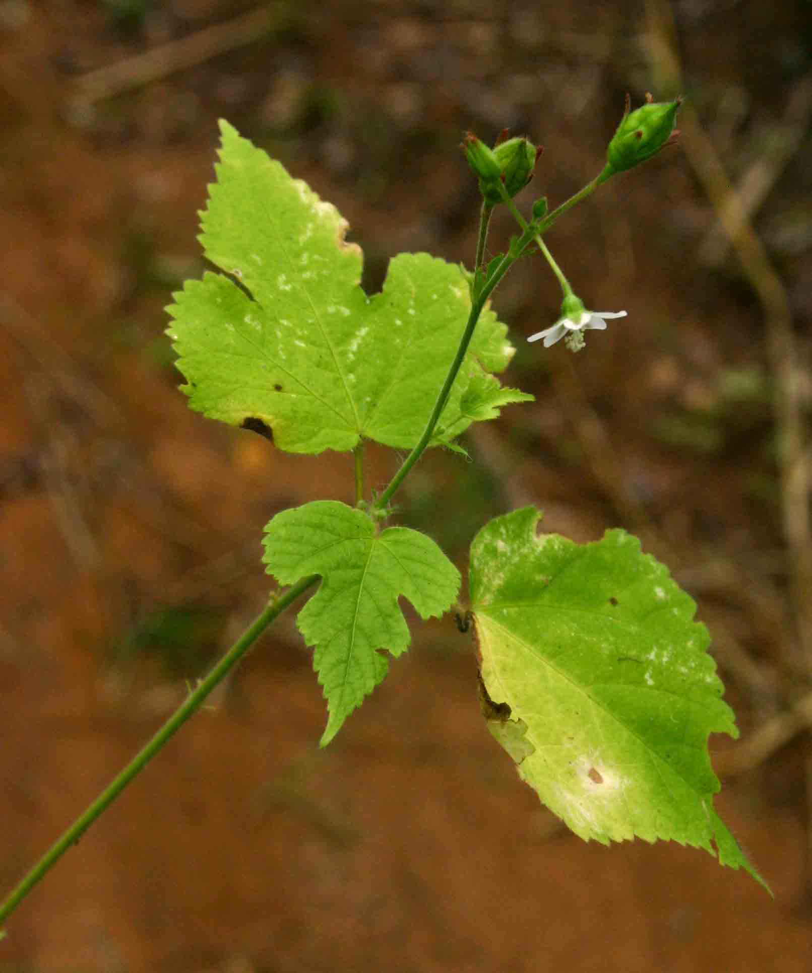Hibiscus lobatus
