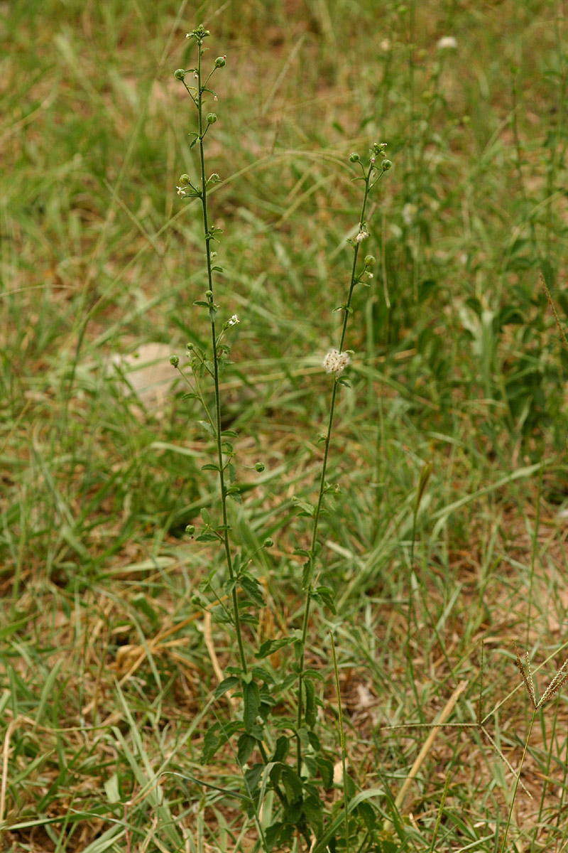 Hibiscus micranthus Hibiscus micranthus