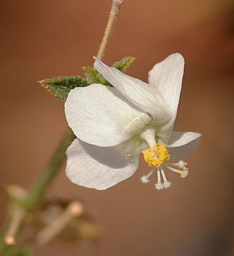 Hibiscus micranthus