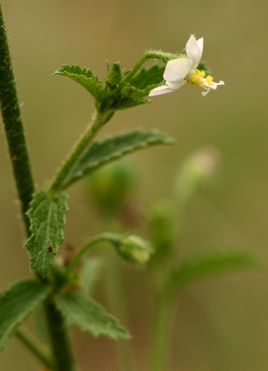 Hibiscus micranthus