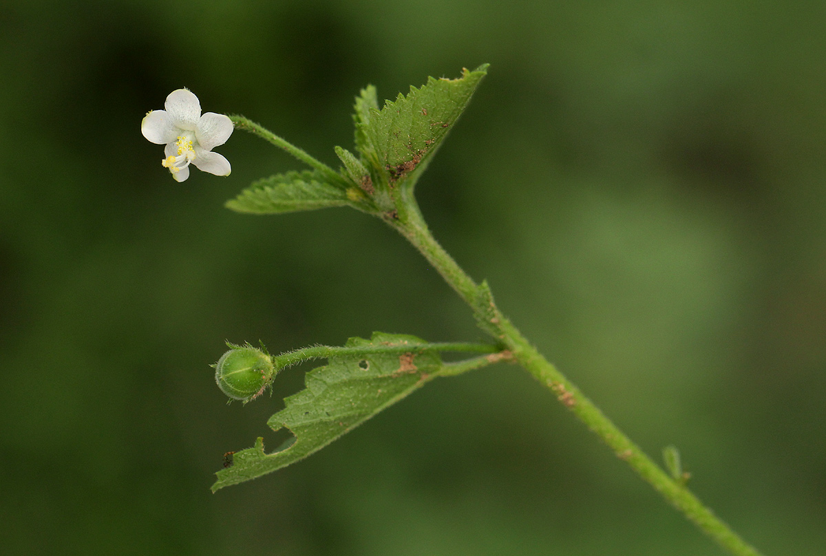 Hibiscus micranthus
