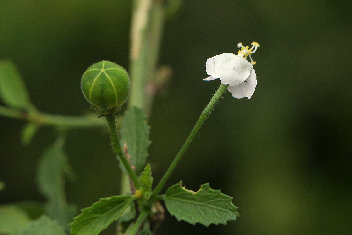 Hibiscus micranthus