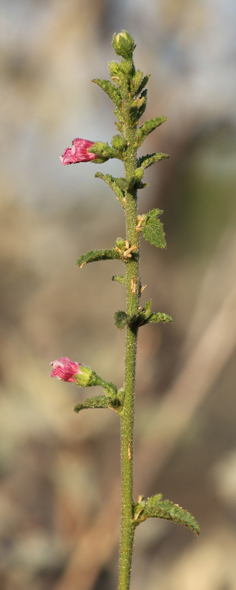 Hibiscus micranthus