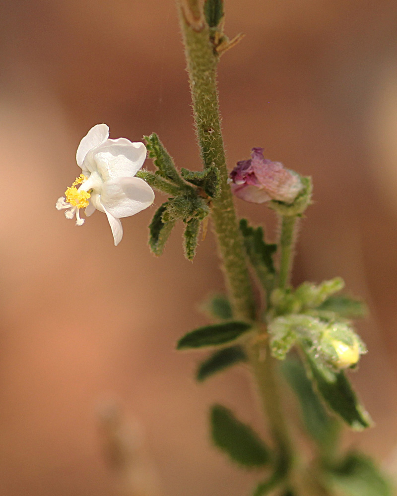 Hibiscus micranthus