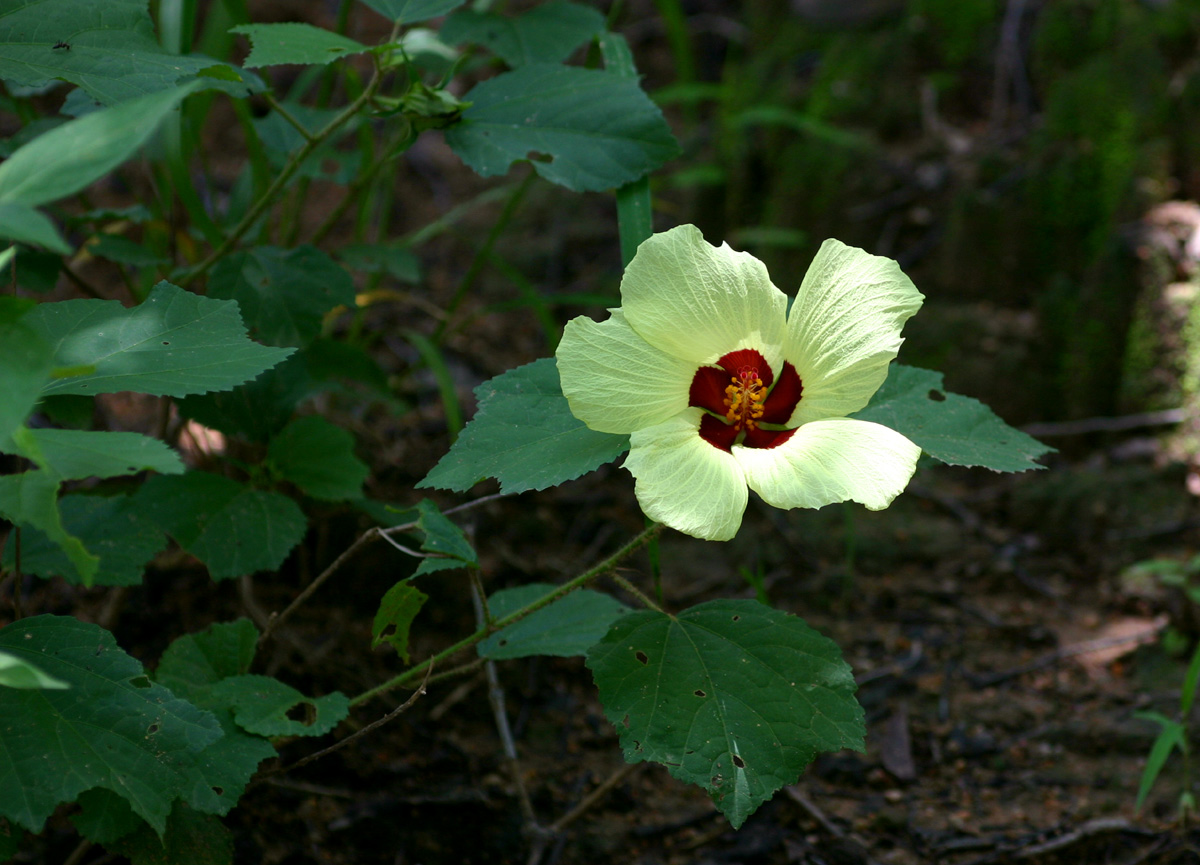 Hibiscus ovalifolius