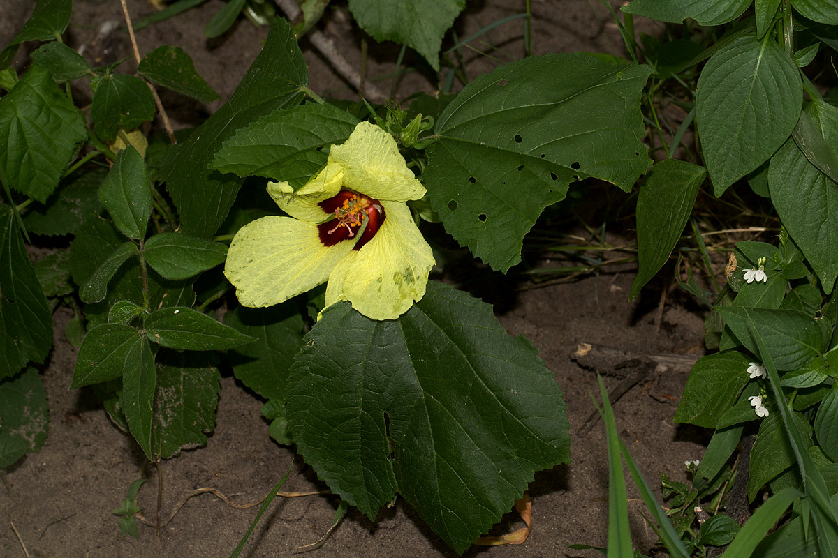 Hibiscus ovalifolius Hibiscus ovalifolius