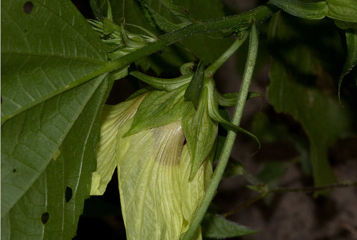 Hibiscus ovalifolius Hibiscus ovalifolius