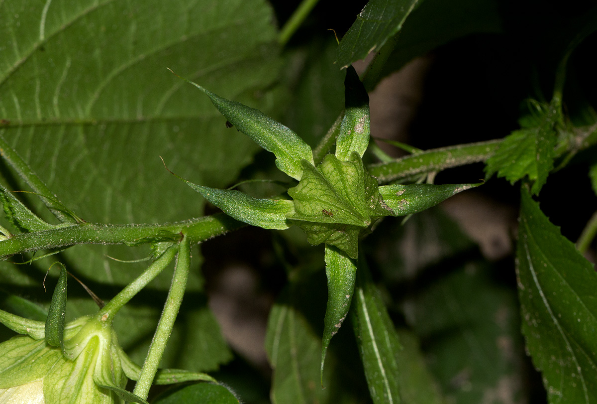 Hibiscus ovalifolius Hibiscus ovalifolius