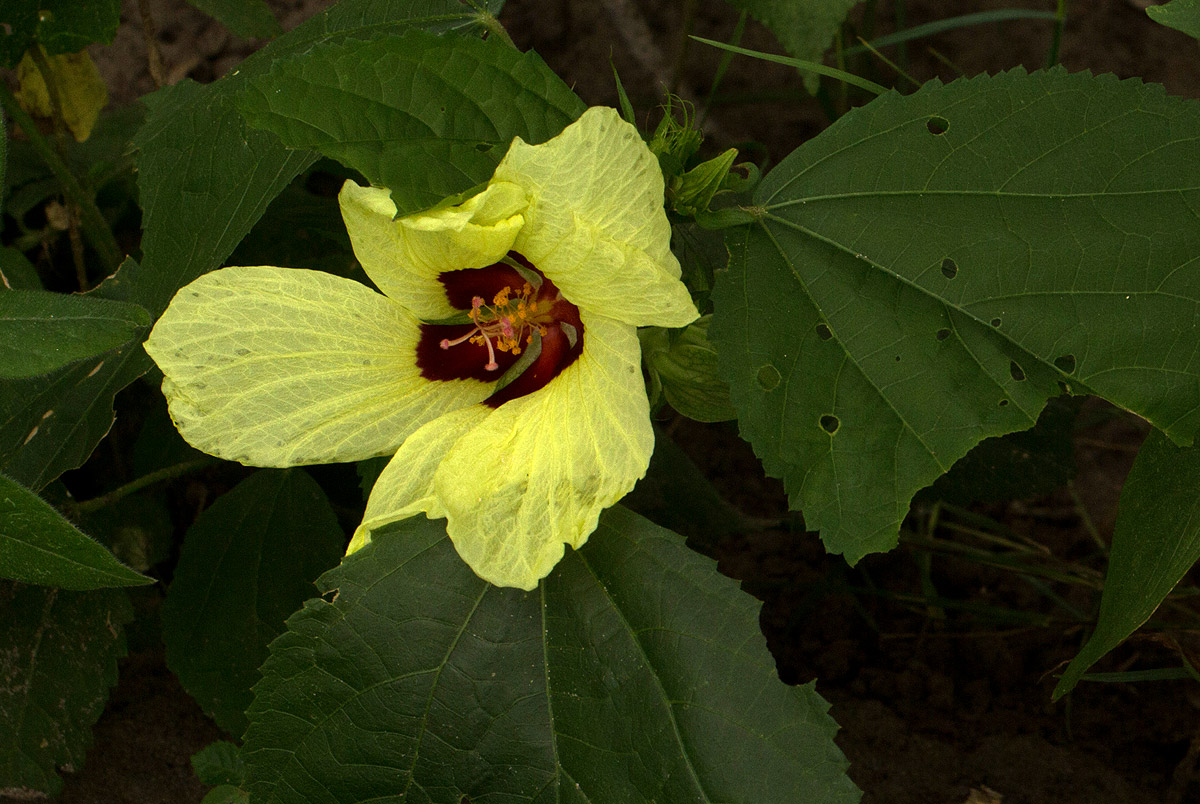 Hibiscus ovalifolius Hibiscus ovalifolius