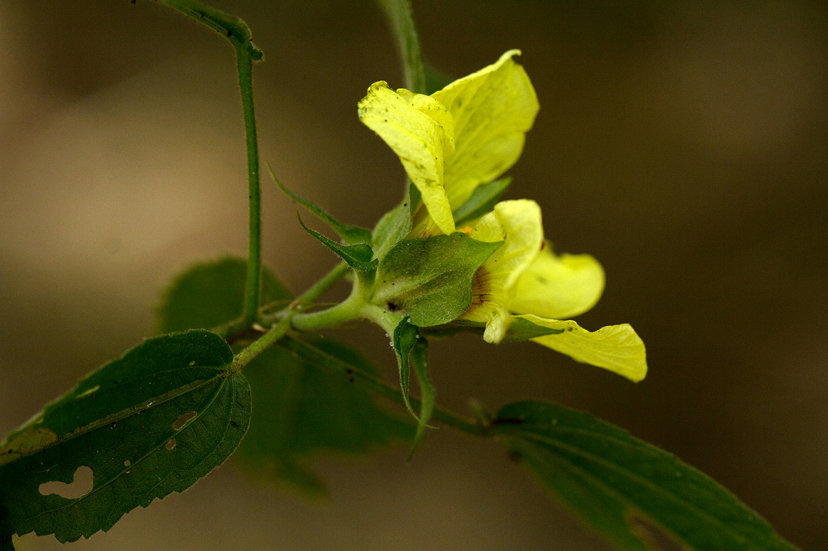 Hibiscus ovalifolius Hibiscus ovalifolius