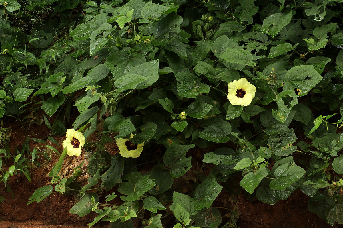 Hibiscus ovalifolius
