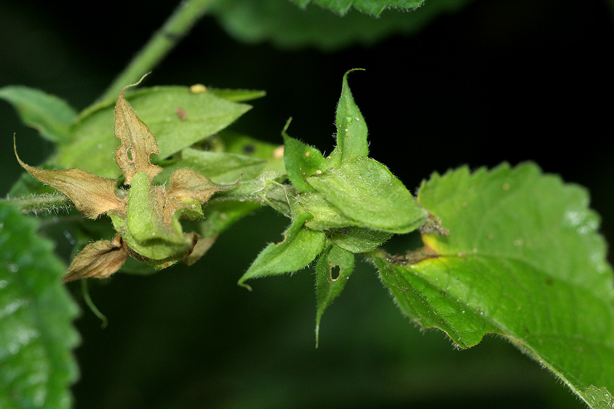 Hibiscus ovalifolius