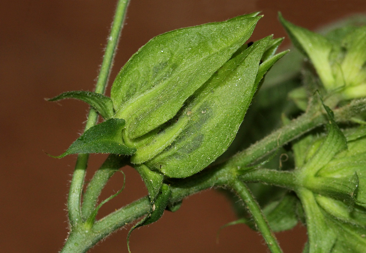 Hibiscus ovalifolius Hibiscus ovalifolius