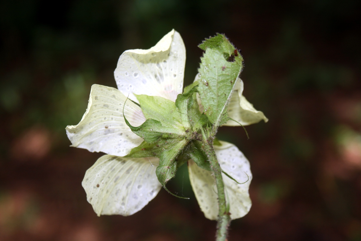 Hibiscus ovalifolius