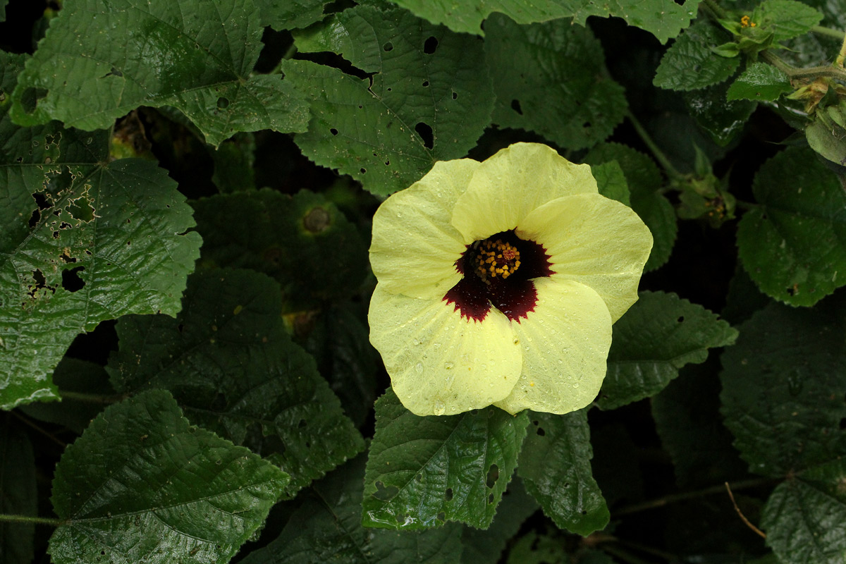 Hibiscus ovalifolius
