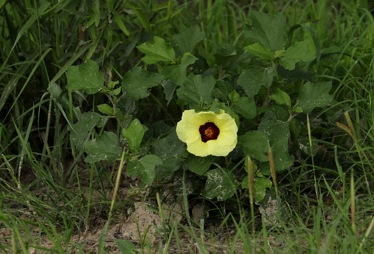 Hibiscus ovalifolius