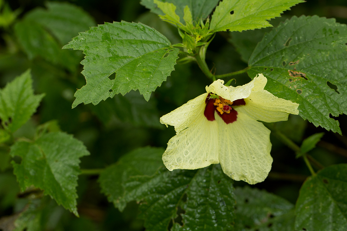 Hibiscus ovalifolius
