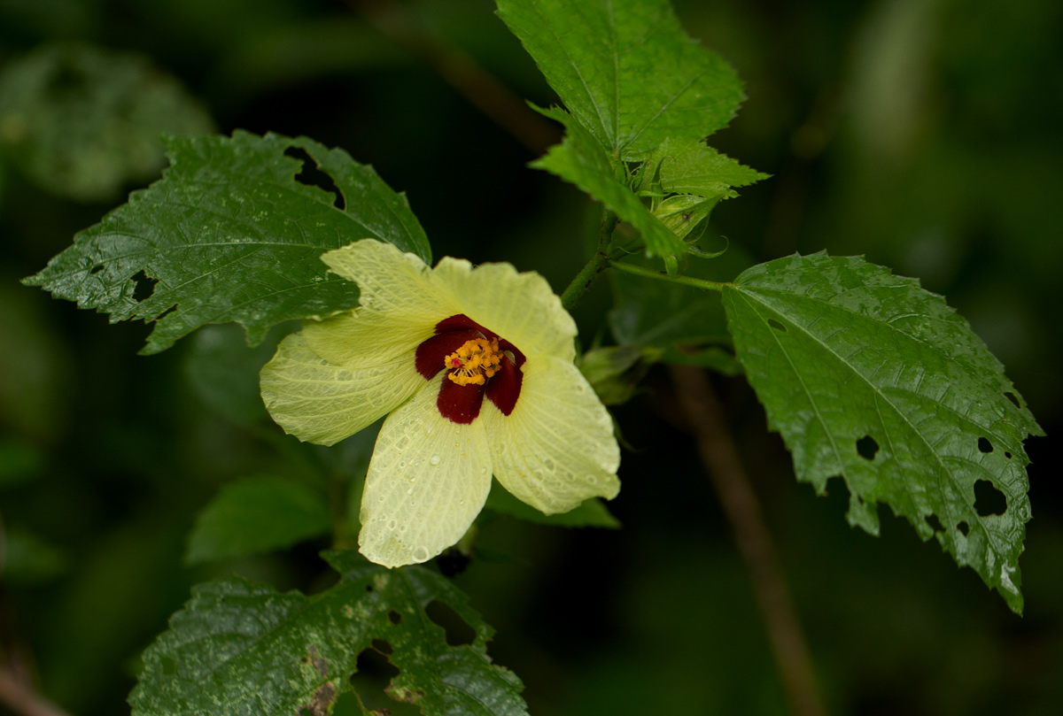 Hibiscus ovalifolius