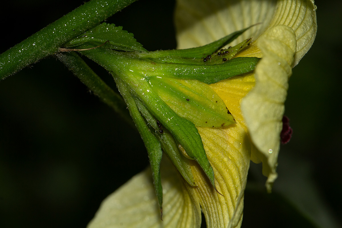 Hibiscus ovalifolius