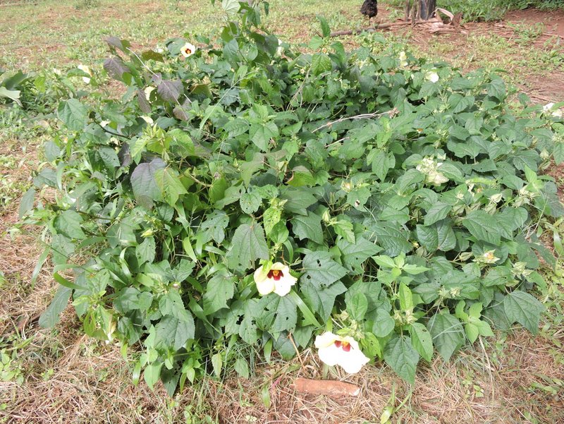 Hibiscus ovalifolius
