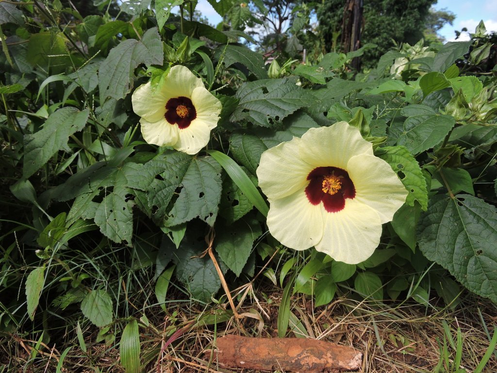 Hibiscus ovalifolius