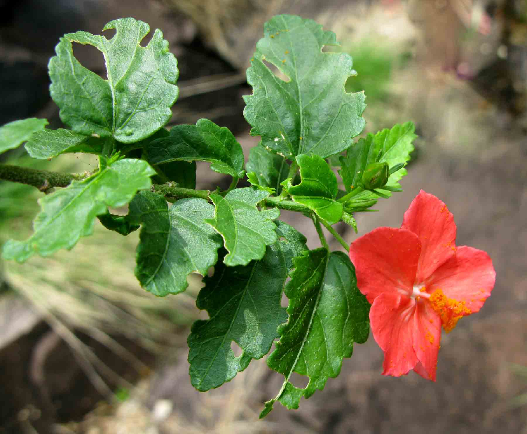 Hibiscus praeteritus