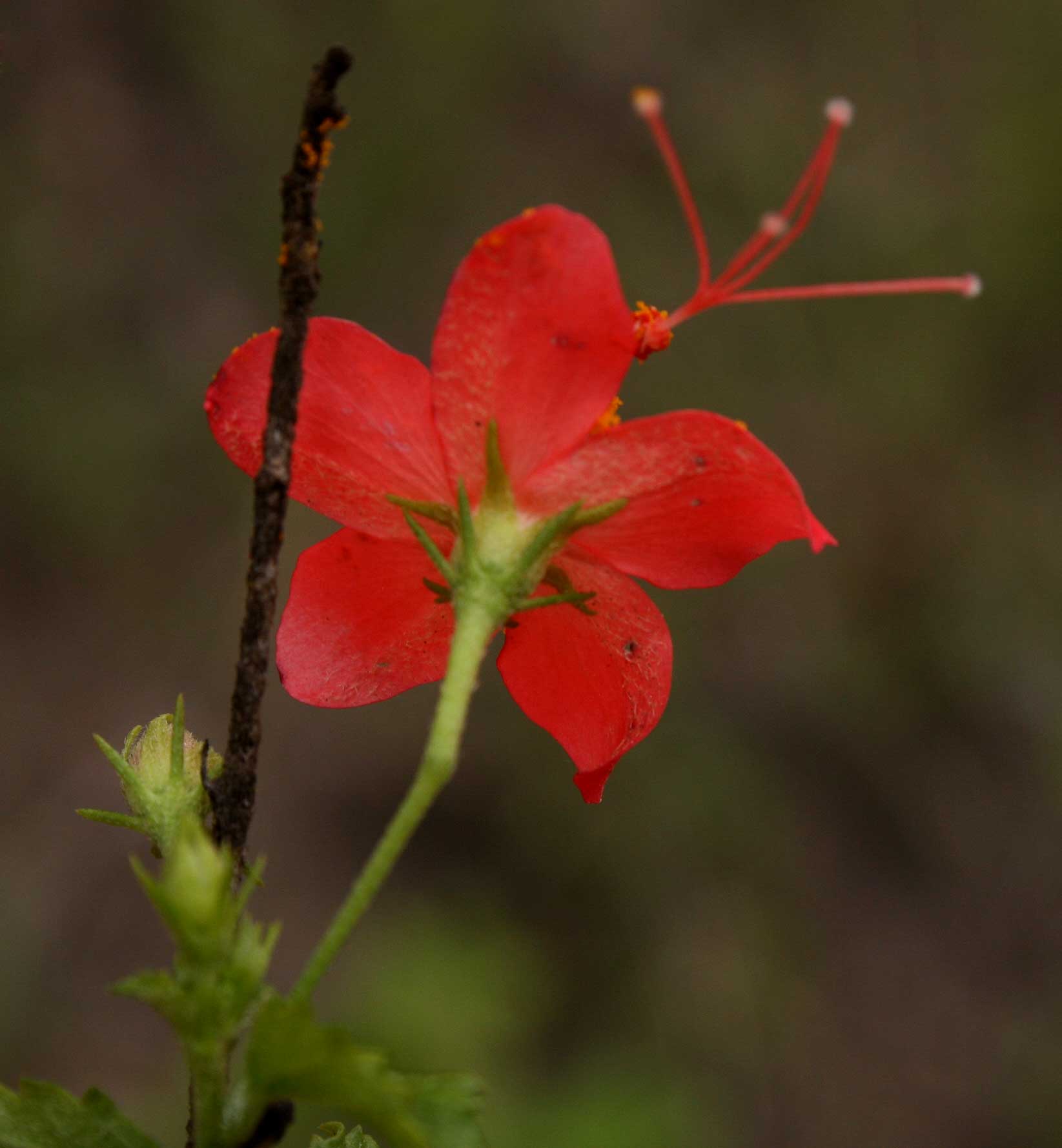 Hibiscus praeteritus Hibiscus praeteritus