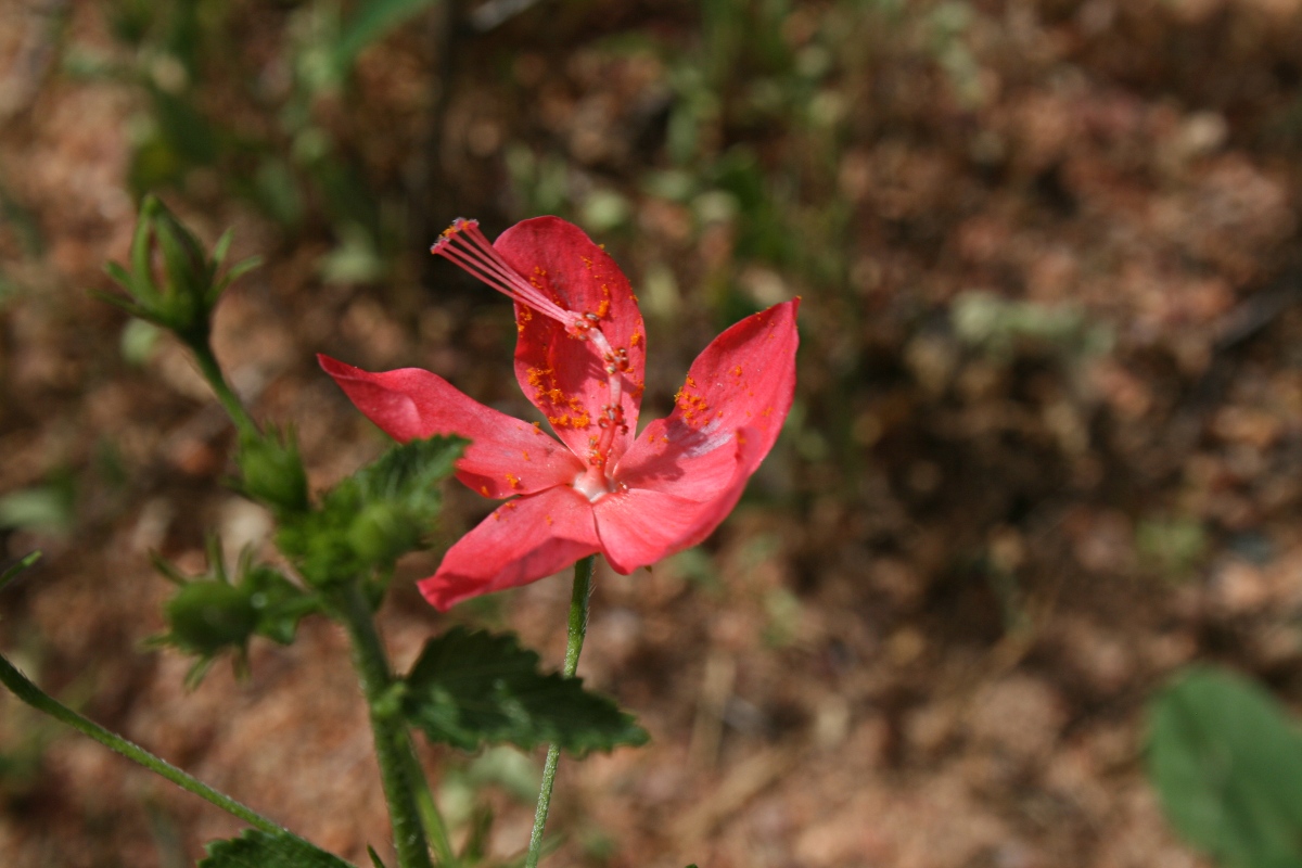 Hibiscus praeteritus Hibiscus praeteritus
