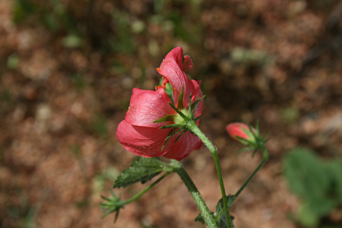 Hibiscus praeteritus Hibiscus praeteritus