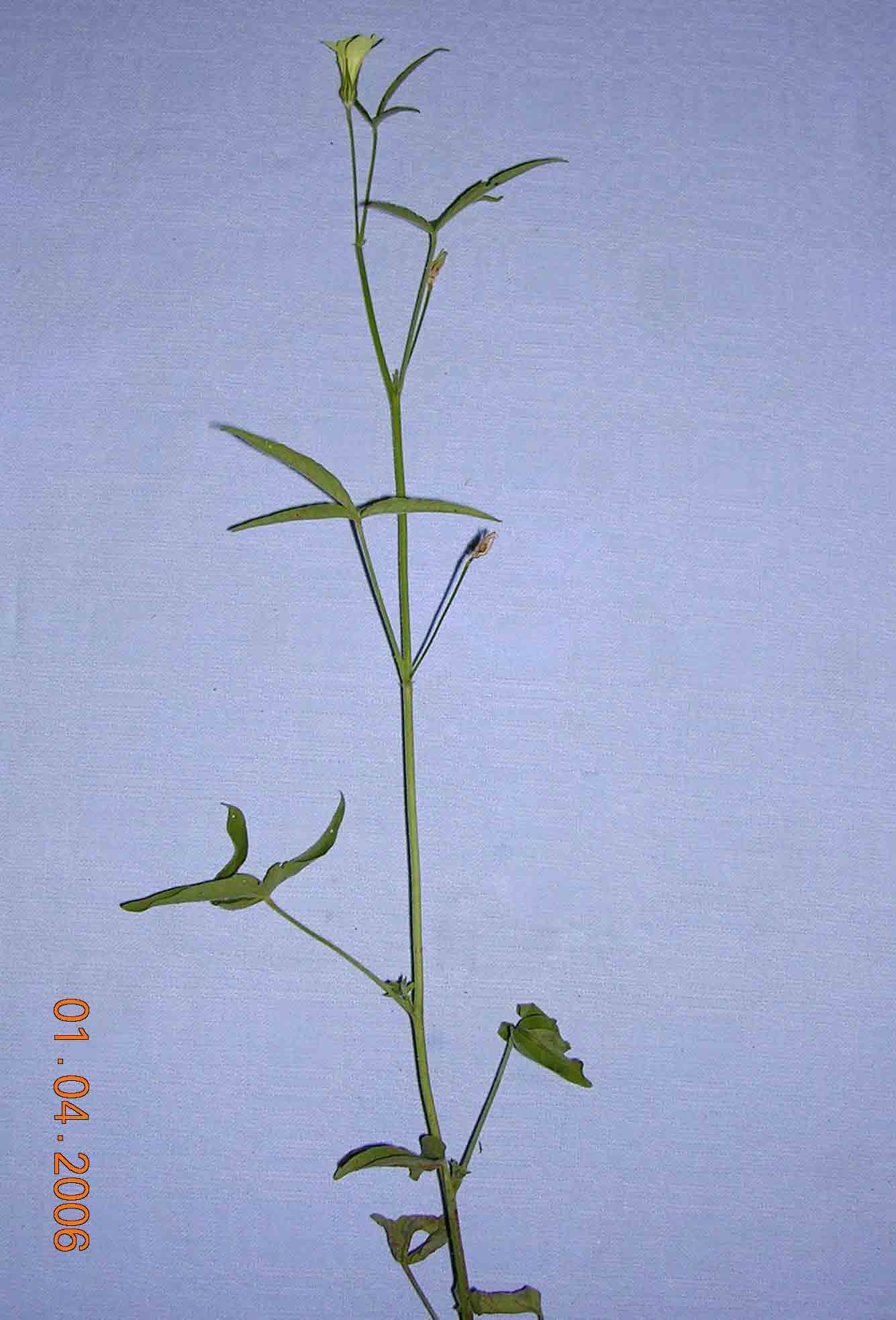 Hibiscus sidiformis Hibiscus sidiformis