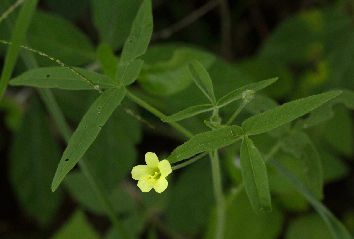 Hibiscus sidiformis Hibiscus sidiformis