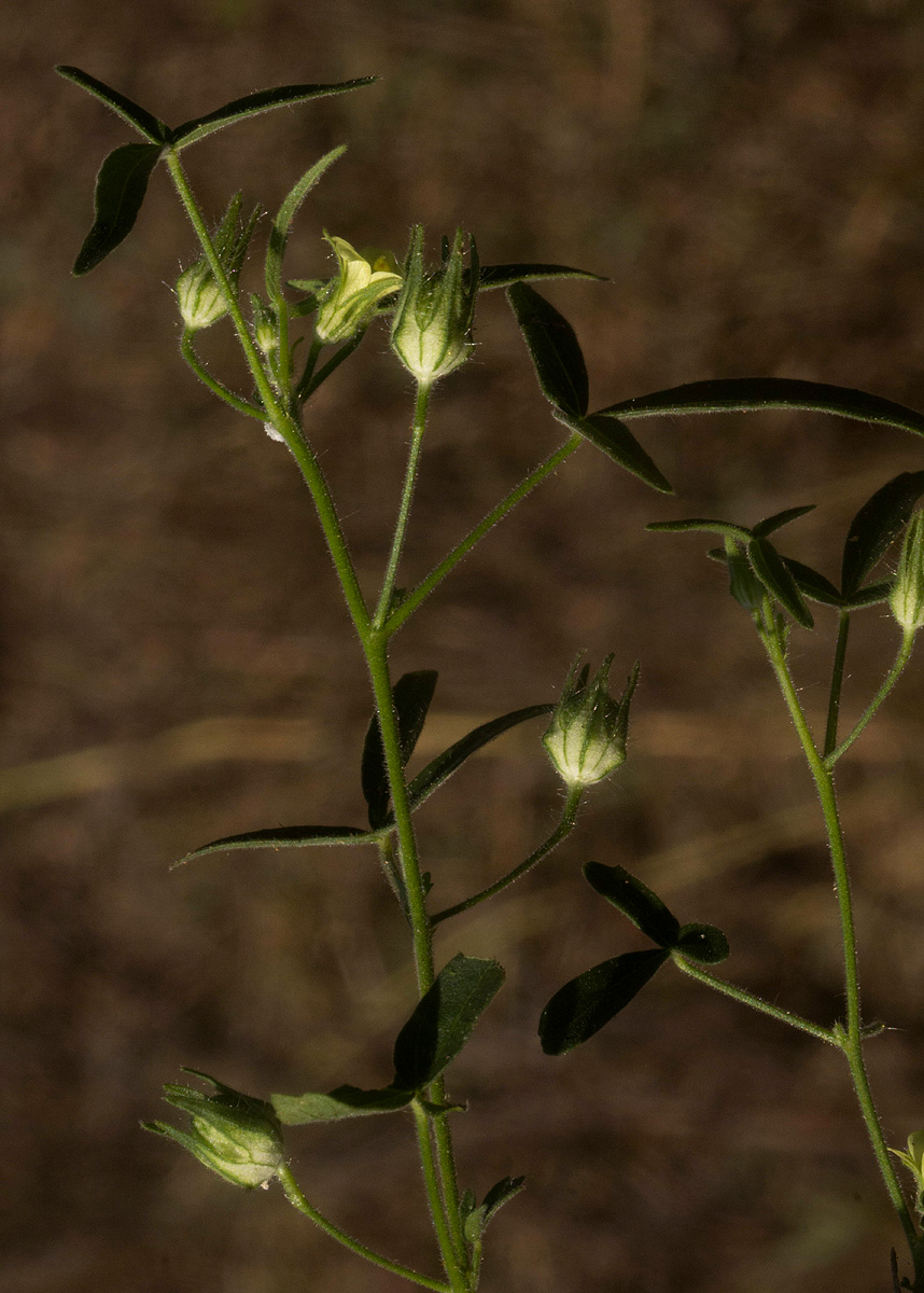 Hibiscus sidiformis Hibiscus sidiformis