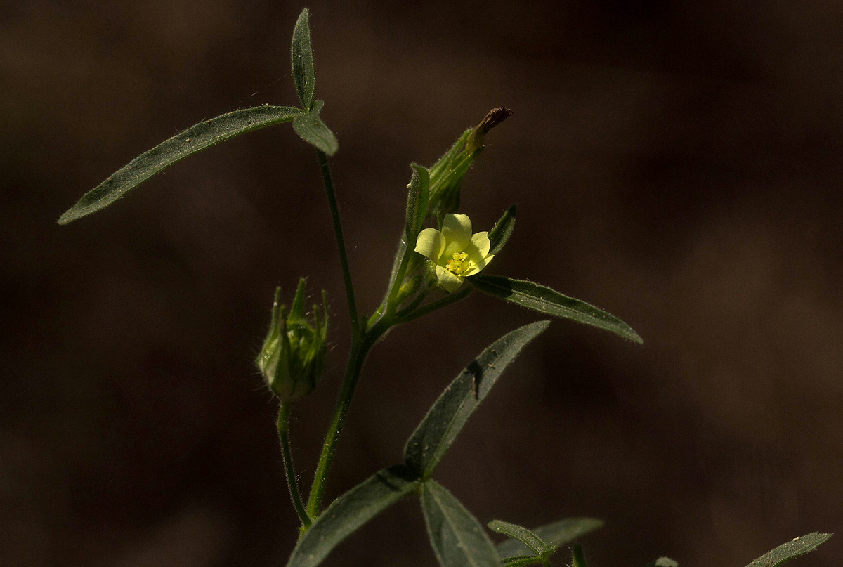 Hibiscus sidiformis Hibiscus sidiformis