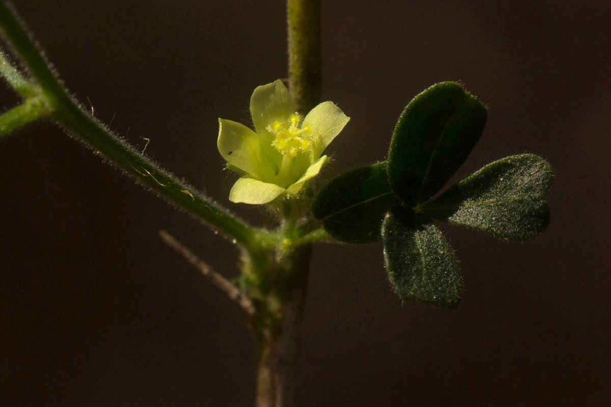 Hibiscus sidiformis Hibiscus sidiformis
