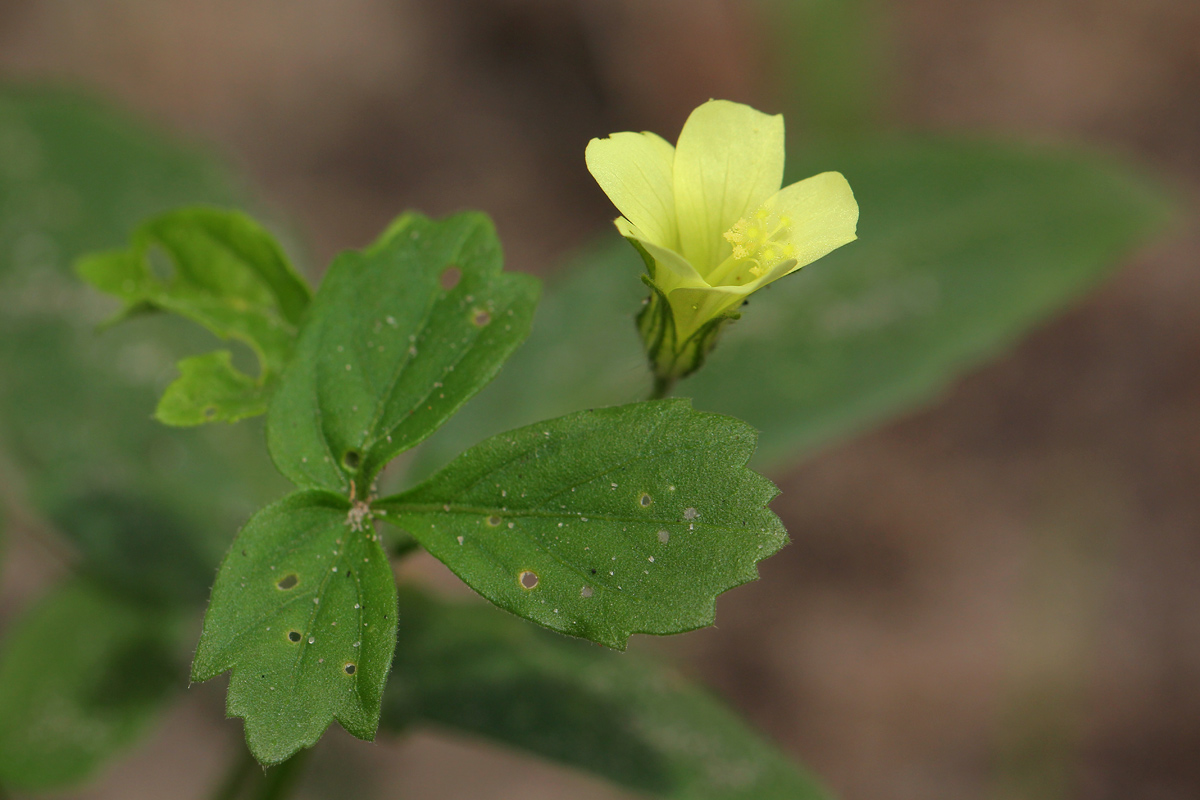 Hibiscus sidiformis Hibiscus sidiformis