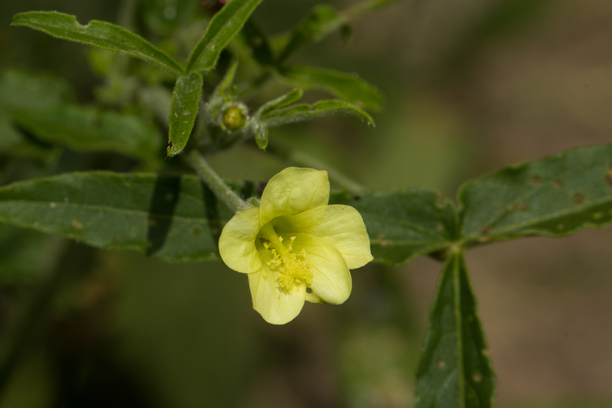 Hibiscus sidiformis Hibiscus sidiformis