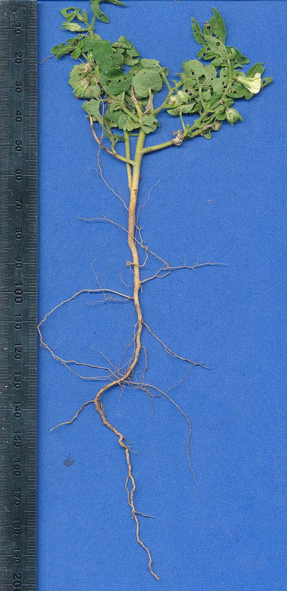 Hibiscus sidiformis Hibiscus sidiformis