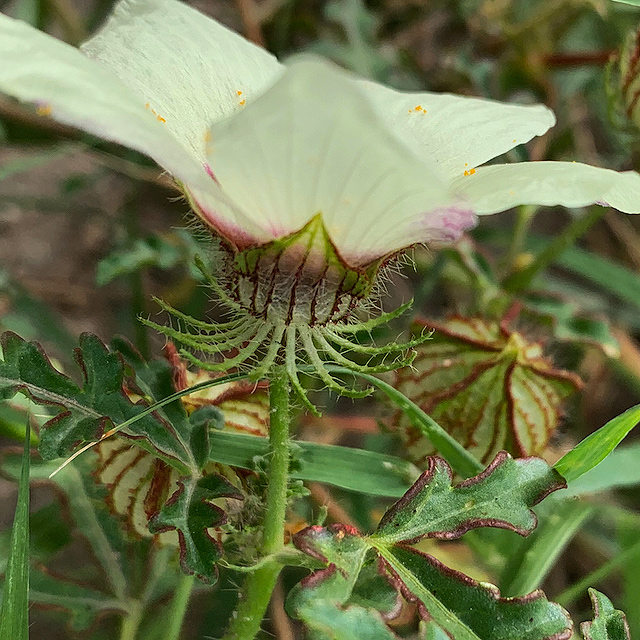Hibiscus tridactylites Hibiscus tridactylites