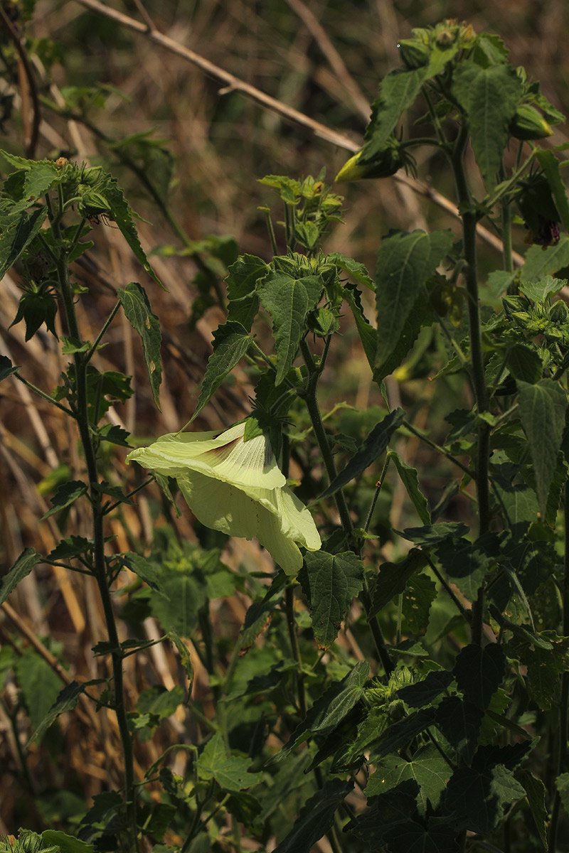 Hibiscus vitifolius subsp. vitifolius