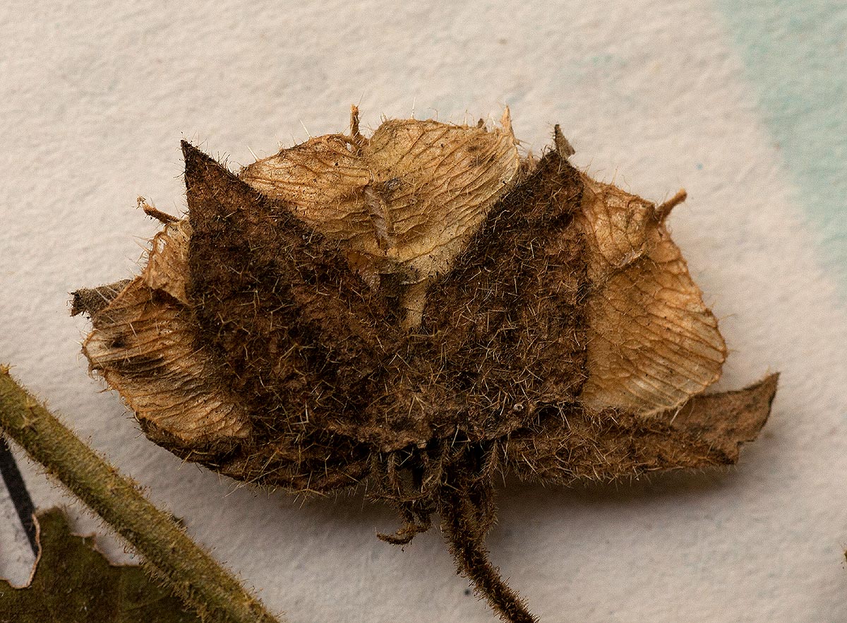 Hibiscus vitifolius subsp. vitifolius