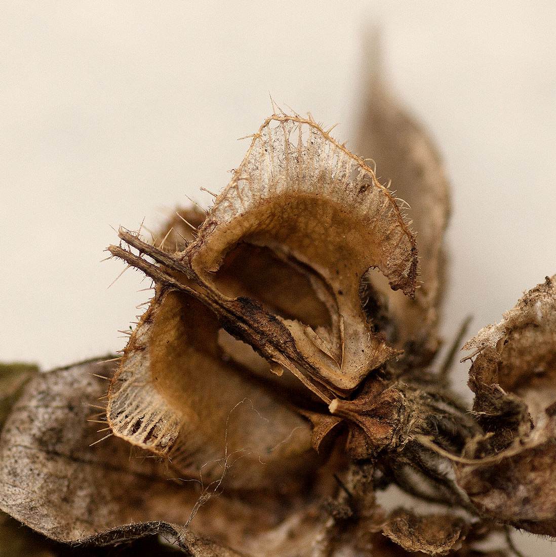Hibiscus vitifolius subsp. vitifolius