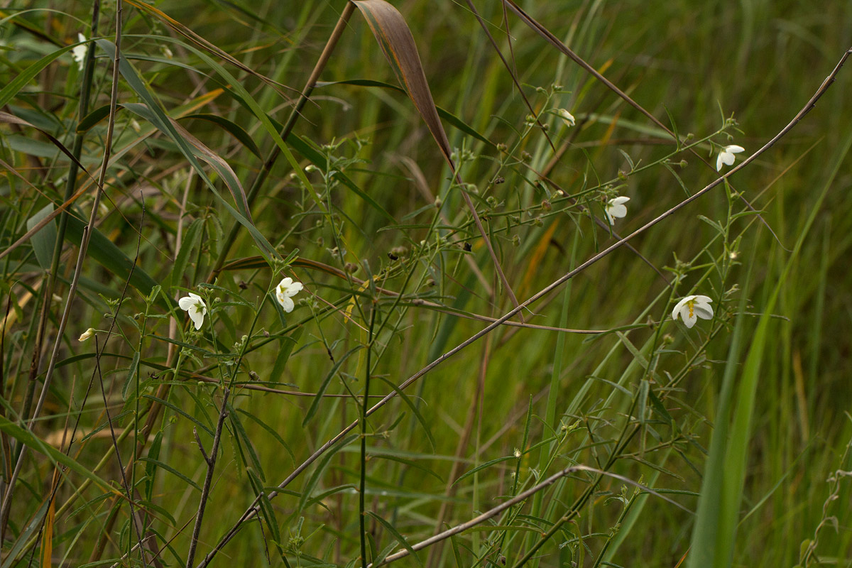 Kosteletzkya buettneri
