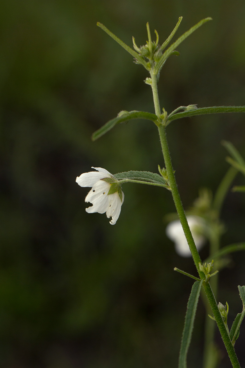 Kosteletzkya buettneri
