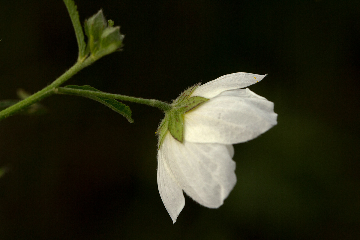 Kosteletzkya buettneri