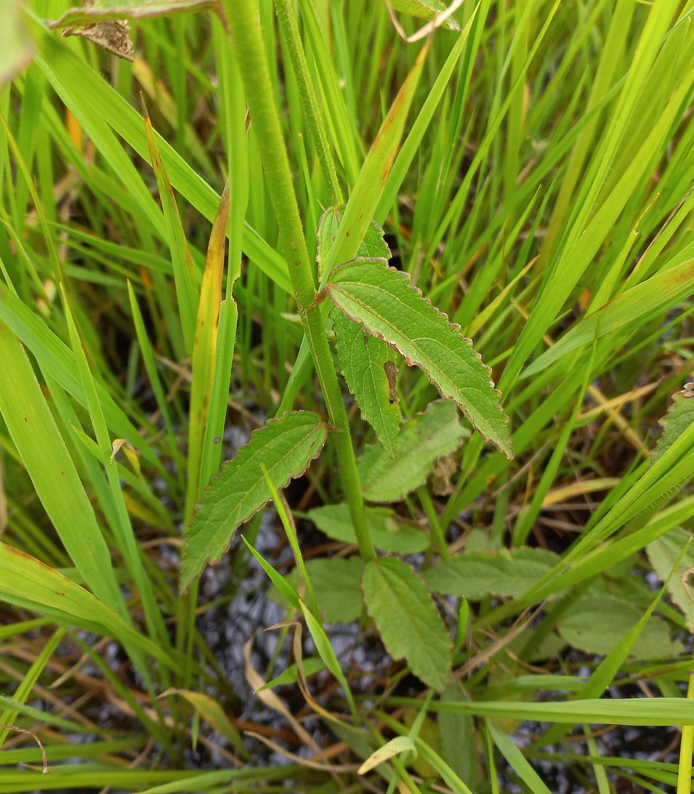 Kosteletzkya buettneri