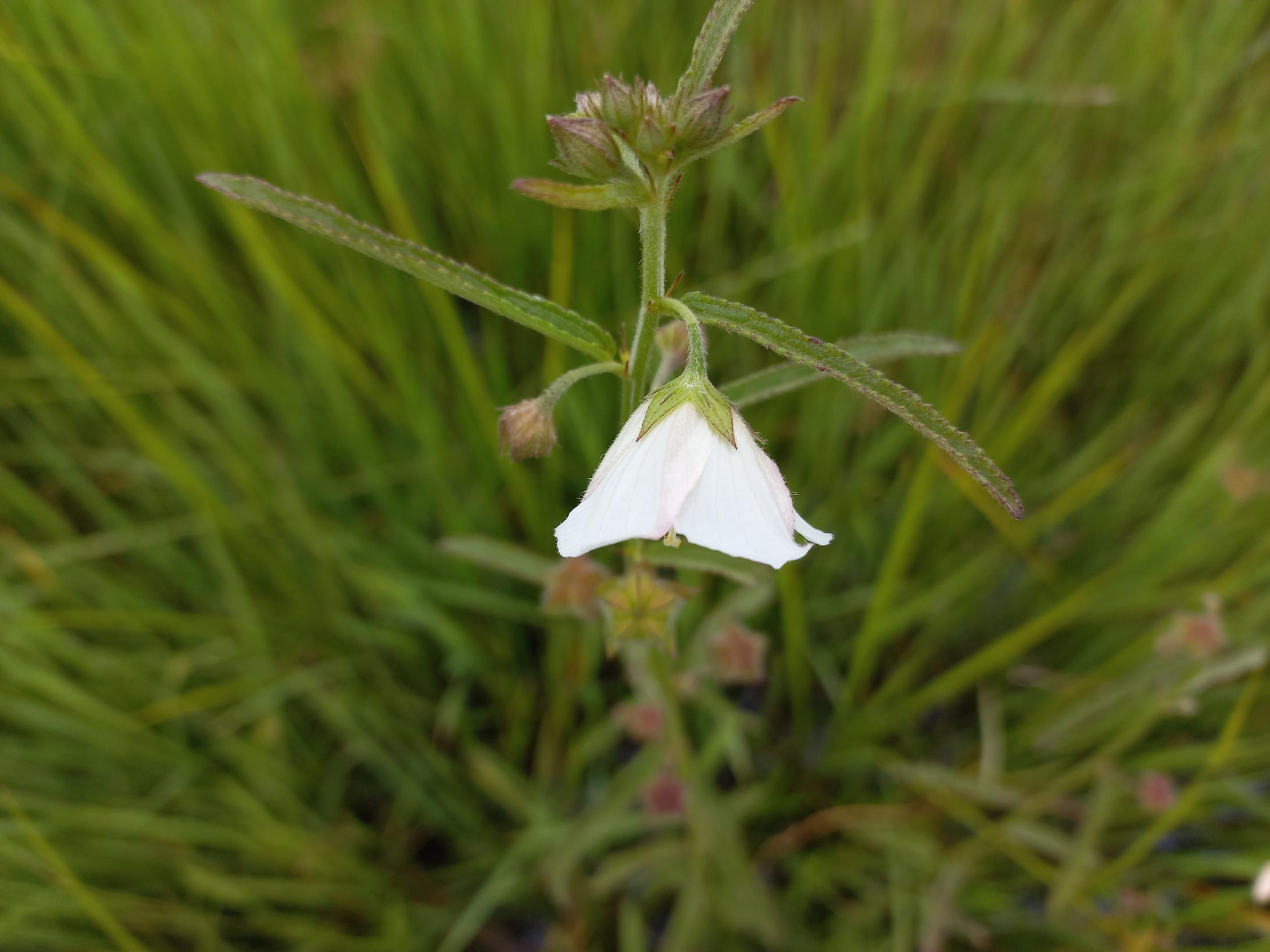 Kosteletzkya buettneri