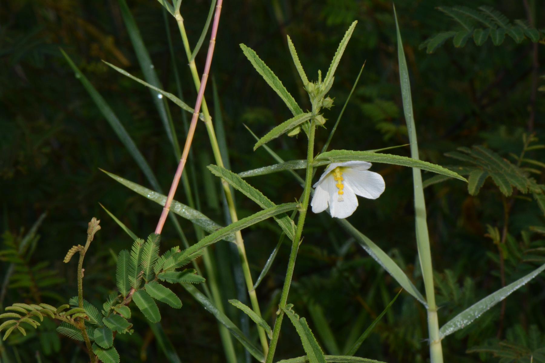 Kosteletzkya buettneri