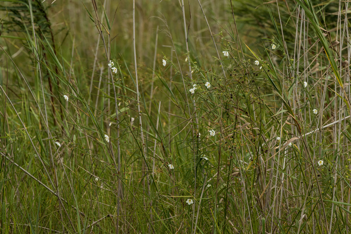 Kosteletzkya buettneri