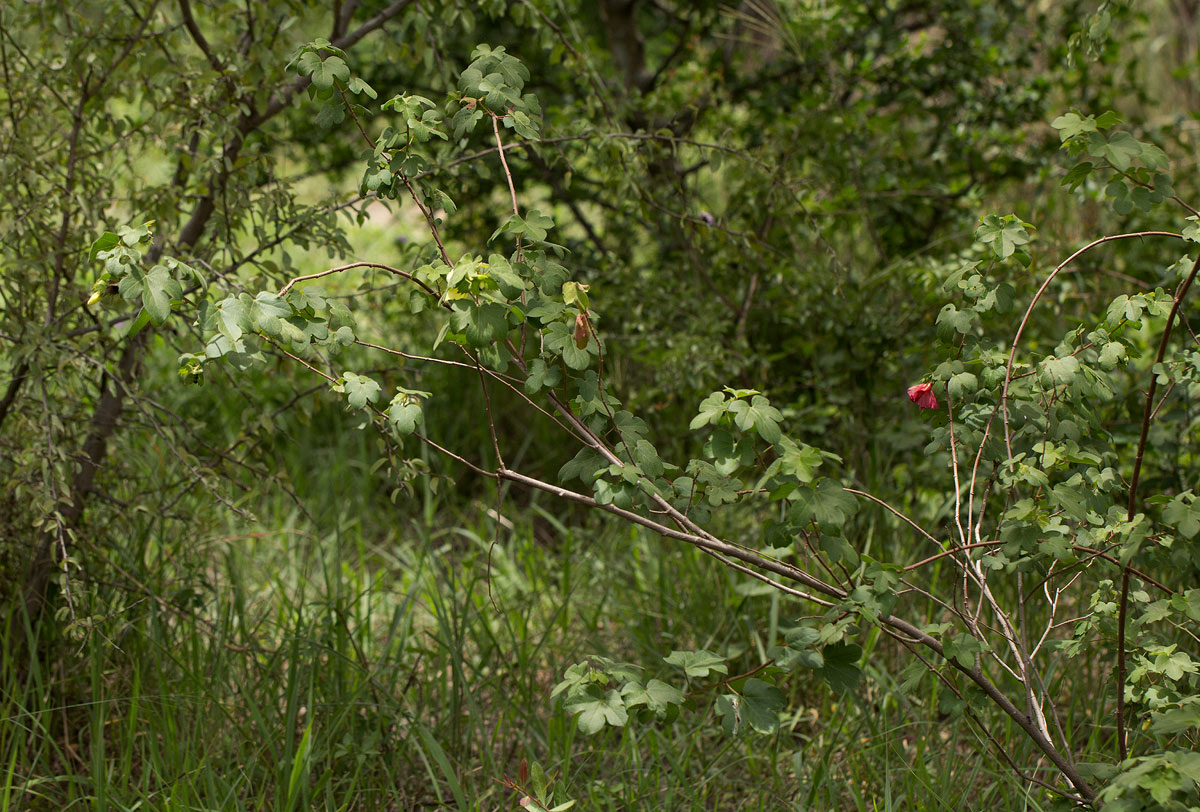 Gossypium herbaceum subsp. africanum var. africanum